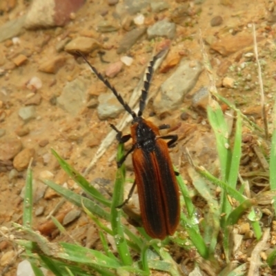 Lycidae (family) (Net-winged beetle) at Mount Clear, ACT - 11 Apr 2022 by Christine
