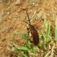 Lycidae sp. (family) at Mount Clear, ACT - 11 Apr 2022