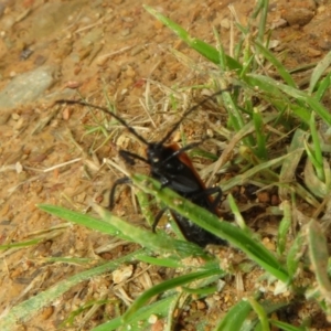 Lycidae sp. (family) at Mount Clear, ACT - 11 Apr 2022