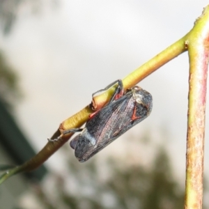 Eurymeloides lineata at Flynn, ACT - 11 Apr 2022