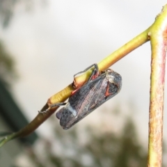 Eurymeloides minuta (Gumtree leafhopper) at Flynn, ACT - 11 Apr 2022 by Christine