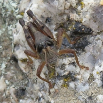 Phaulacridium vittatum (Wingless Grasshopper) at Booth, ACT - 11 Apr 2022 by Christine