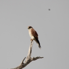 Falco cenchroides (Nankeen Kestrel) at Namadgi National Park - 12 Apr 2022 by ChrisHolder
