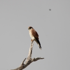 Falco cenchroides (Nankeen Kestrel) at Mount Clear, ACT - 12 Apr 2022 by ChrisHolder