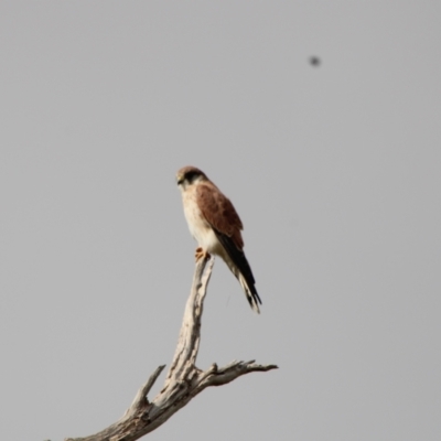 Falco cenchroides (Nankeen Kestrel) at Namadgi National Park - 12 Apr 2022 by ChrisHolder