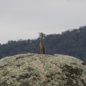 Egretta novaehollandiae at Mount Clear, ACT - 13 Apr 2022