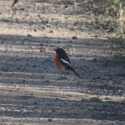 Petroica phoenicea (Flame Robin) at Booth, ACT - 13 Apr 2022 by ChrisHolder