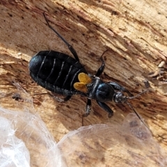 Peirates sp. (genus) (Yellow-spot Assassin Bug) at Mitchell, ACT - 14 Apr 2022 by trevorpreston
