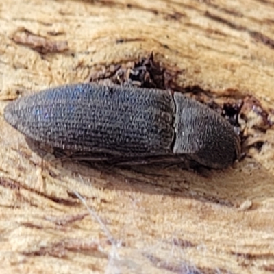 Agrypnus sp. (genus) (Rough click beetle) at Crace Grasslands - 14 Apr 2022 by trevorpreston