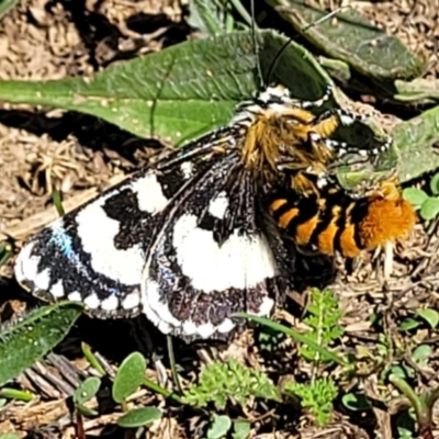 Apina callisto (Pasture Day Moth) at Crace Grasslands - 14 Apr 2022 by trevorpreston
