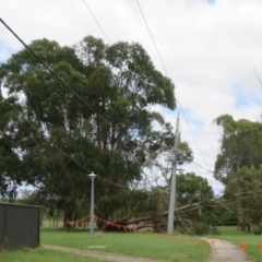 Eucalyptus globulus (Southern Blue-gum) at Flynn, ACT - 5 Jan 2022 by Christine