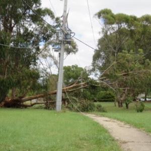 Eucalyptus globulus at Flynn, ACT - 5 Jan 2022