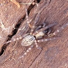 Badumna sp. (genus) (Lattice-web spider) at Mitchell, ACT - 14 Apr 2022 by trevorpreston