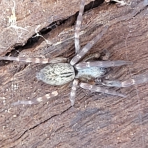 Badumna sp. (genus) at Mitchell, ACT - 14 Apr 2022