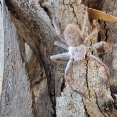 Isopeda sp. (genus) (Huntsman Spider) at Crace Grasslands - 14 Apr 2022 by trevorpreston