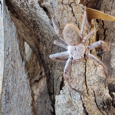 Isopeda (genus) (Huntsman Spider) at Mitchell, ACT - 14 Apr 2022 by trevorpreston