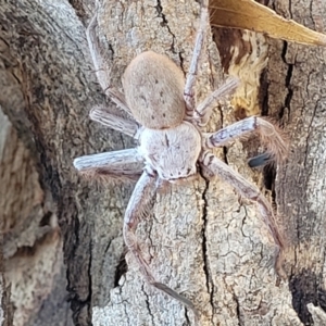 Isopeda sp. (genus) at Mitchell, ACT - 14 Apr 2022