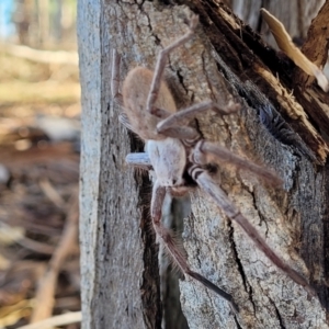 Isopeda sp. (genus) at Mitchell, ACT - 14 Apr 2022 12:25 PM