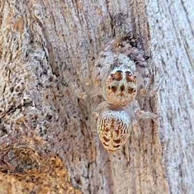 Opisthoncus sp. (genus) (Unidentified Opisthoncus jumping spider) at Crace Grasslands - 14 Apr 2022 by trevorpreston