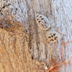 Opisthoncus sp. (genus) at Mitchell, ACT - 14 Apr 2022 12:15 PM