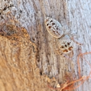 Opisthoncus sp. (genus) at Mitchell, ACT - 14 Apr 2022