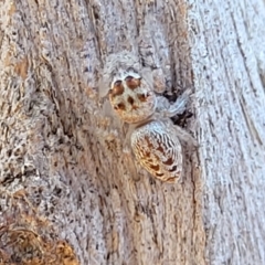 Opisthoncus sp. (genus) at Mitchell, ACT - 14 Apr 2022 12:15 PM