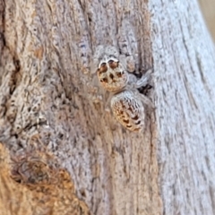 Opisthoncus sp. (genus) at Mitchell, ACT - 14 Apr 2022 12:15 PM