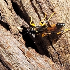 Ichneumonidae (family) (Unidentified ichneumon wasp) at Mitchell, ACT - 14 Apr 2022 by trevorpreston