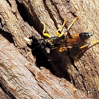 Ichneumonidae (family) (Unidentified ichneumon wasp) at Mitchell, ACT - 14 Apr 2022 by trevorpreston