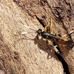 Ichneumonidae (family) at Mitchell, ACT - 14 Apr 2022