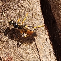 Ichneumonidae (family) at Mitchell, ACT - 14 Apr 2022 12:14 PM