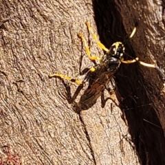 Ichneumonidae (family) at Mitchell, ACT - 14 Apr 2022