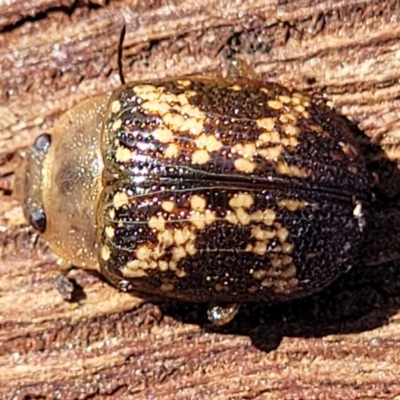 Paropsis aspera (Eucalyptus Tortoise Beetle) at Crace Grasslands - 14 Apr 2022 by trevorpreston