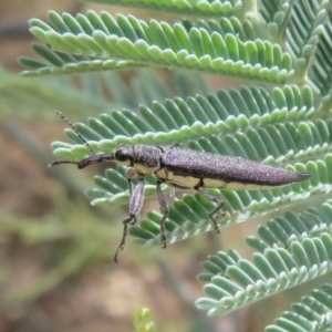 Rhinotia phoenicoptera at Coree, ACT - 5 Feb 2022 11:34 AM