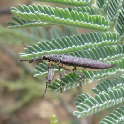 Rhinotia phoenicoptera (Belid weevil) at Coree, ACT - 5 Feb 2022 by Christine