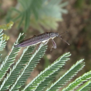 Rhinotia phoenicoptera at Coree, ACT - 5 Feb 2022