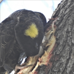 Zanda funerea (Yellow-tailed Black-Cockatoo) at Acton, ACT - 14 Apr 2022 by HelenCross