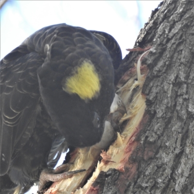 Zanda funerea (Yellow-tailed Black-Cockatoo) at ANBG - 14 Apr 2022 by HelenCross