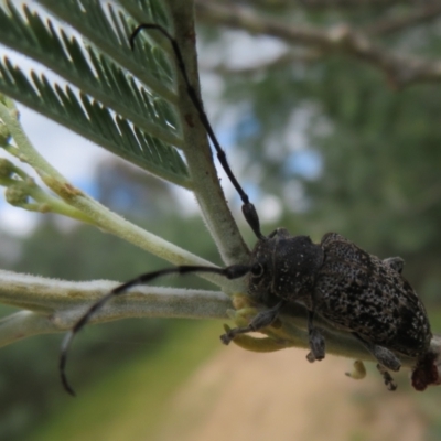 Ancita sp. (genus) (Longicorn or longhorn beetle) at Lower Cotter Catchment - 5 Feb 2022 by Christine