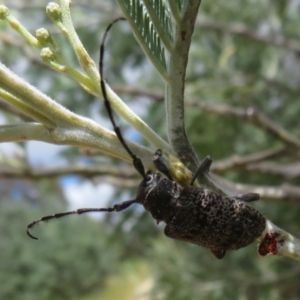 Ancita sp. (genus) at Coree, ACT - 5 Feb 2022