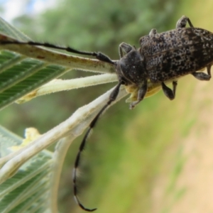 Ancita sp. (genus) at Coree, ACT - 5 Feb 2022