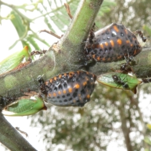 Icerya acaciae at Coree, ACT - 5 Feb 2022