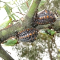 Icerya acaciae (Acacia mealy bug) at Lower Cotter Catchment - 5 Feb 2022 by Christine