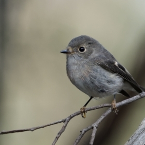 Petroica rosea at Bellmount Forest, NSW - 12 Apr 2022 01:53 PM