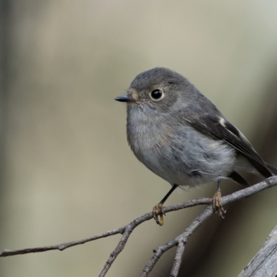 Petroica rosea (Rose Robin) at Bellmount Forest, NSW - 12 Apr 2022 by trevsci