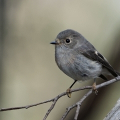 Petroica rosea (Rose Robin) at Bellmount Forest, NSW - 12 Apr 2022 by trevsci