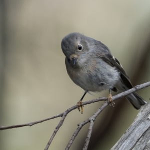 Petroica rosea at Bellmount Forest, NSW - 12 Apr 2022 01:53 PM