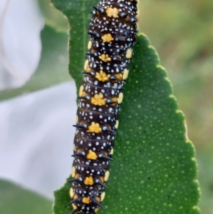 Papilio anactus at Wirlinga, NSW - 14 Apr 2022