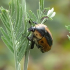 Chondropyga dorsalis (Cowboy beetle) at Lower Cotter Catchment - 5 Feb 2022 by Christine