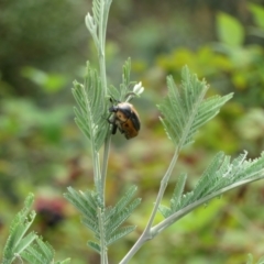 Chondropyga dorsalis at Coree, ACT - 5 Feb 2022